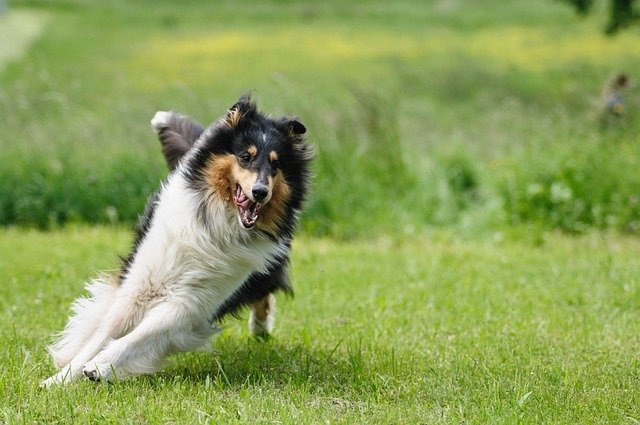 犬猫の飼い主やこれからペットを飼う予定の方に守ってほしい5か条とポイント