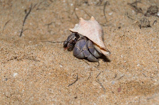 ヤドカリが貝を背負っている理由、それは中身の体を守るためだった!