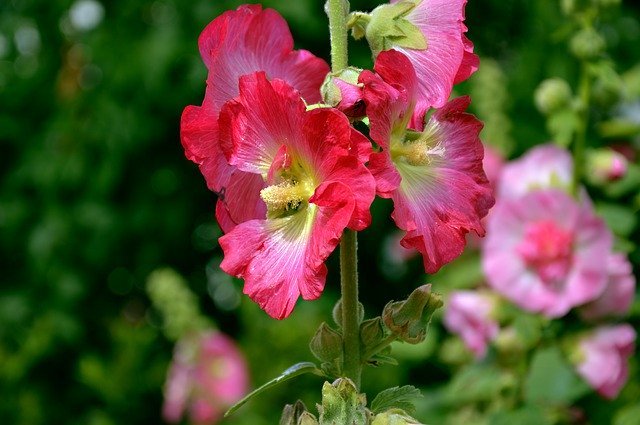 葵の花言葉は？花の葵と徳川家の「葵の紋」とは無関係？