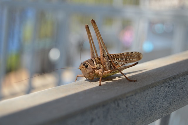 カマキリに宿る「ハリガネムシ」は、カマキリを死に導く恐怖の寄生虫！？