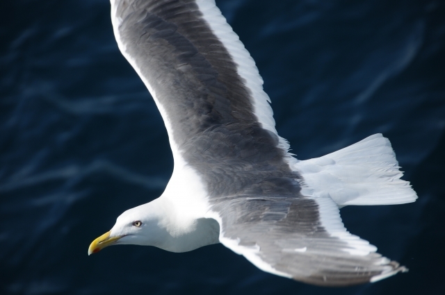 海で見かける「ウミネコ」と「カモメ」はそっくりだけど同じ鳥？その違いを解説！