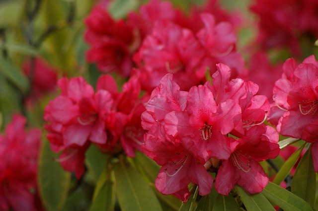 アザレアとはどんな花？その花言葉は浪費家や大酒飲みに贈りたくなるものなのです！！