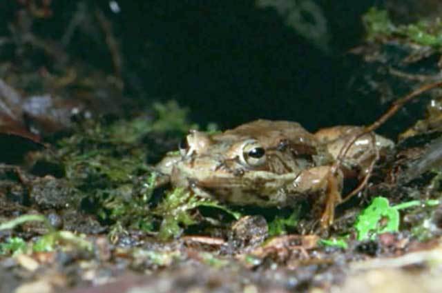 【最強生物】氷点下16度の極寒で全身が凍結しても春には復活するアメリカアカガエルの生命力が凄すぎる！