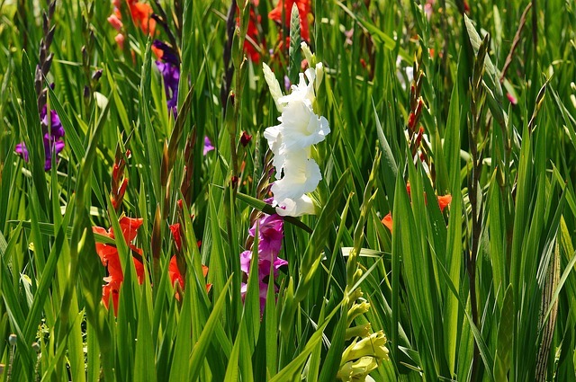 剣が名前の由来のグラジオラス、その花言葉は恋人たちの秘密のやり取りから来た!