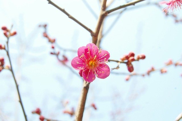 旧暦で2月を意味する「如月」、なぜ「きさらぎ」と読むの?その名前の由来や意味をご紹介!