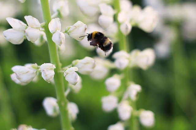 ルピナスの花言葉は?オオカミのように逞しく生きる土壌の破壊王を紹介