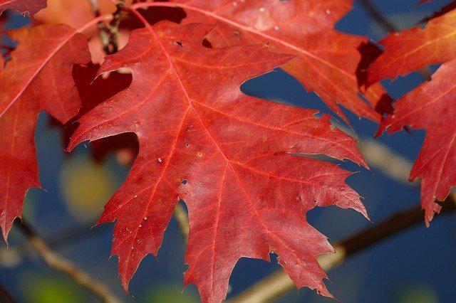 観光名所揃い、奈良公園の紅葉スポット&見どころを解説！帰りは鹿との記念写真を。