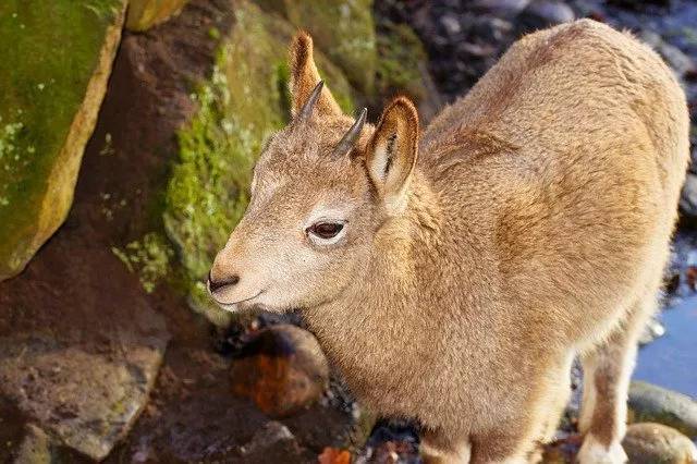 ヤギをペットとして飼いたい！飼い方や性格、値段、寿命などまとめてご紹介！