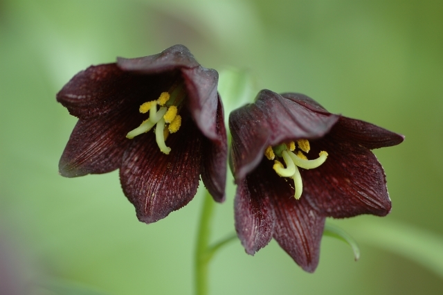 北海道や北陸に咲く「クロユリ」、その花言葉はロマンチックな逸話と恐ろしい伝説から!