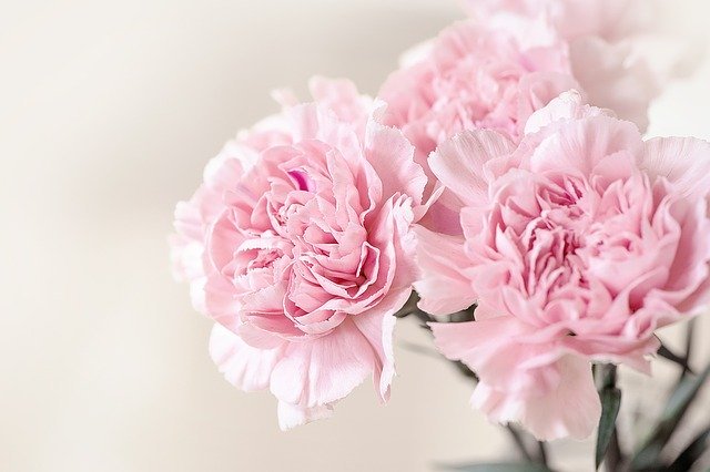 春に咲くのは桜やチューリップだけじゃない!美しく咲く春の花をご紹介