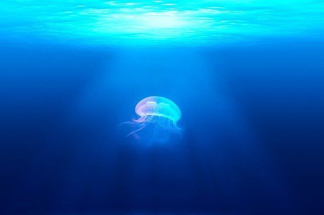 「生きた化石」と聞いて思い浮かぶ生物は？実は全然珍しくないアイツも生きた化石だった！！