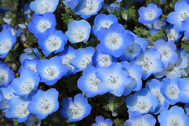 青い花畑が美しい春の花「ネモフィラ」、その花言葉は?実は黒い花も咲かせるネモフィラもあるんだとか!!