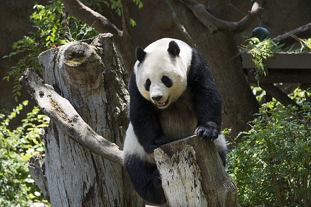 動物園に行ったらぜひ会いたい！「世界三大珍獣」と呼ばれる動物をご紹介！