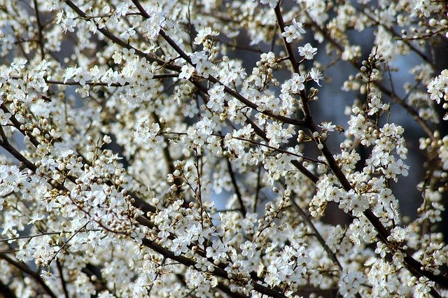 春に咲くのは桜やチューリップだけじゃない!美しく咲く春の花をご紹介
