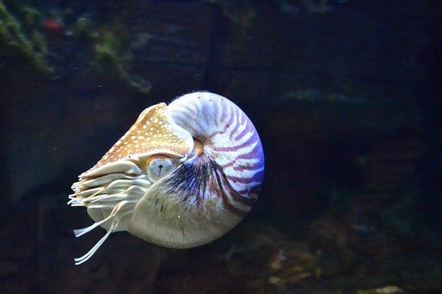 「生きた化石」と聞いて思い浮かぶ生物は？実は全然珍しくないアイツも生きた化石だった！！