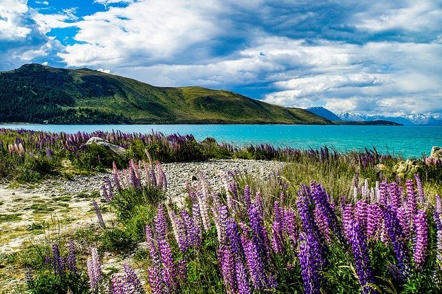 ルピナスの花言葉は?オオカミのように逞しく生きる土壌の破壊王を紹介