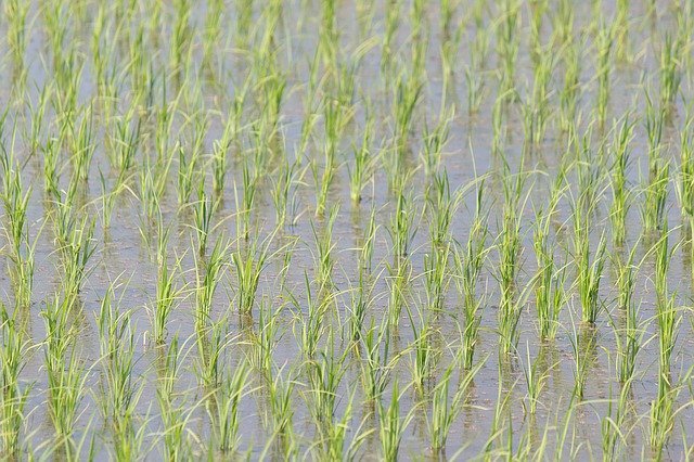 旧暦で6月を意味する「水無月(みなづき)」は梅雨のシーズンなのに、なぜ「水が無い」名前なの?