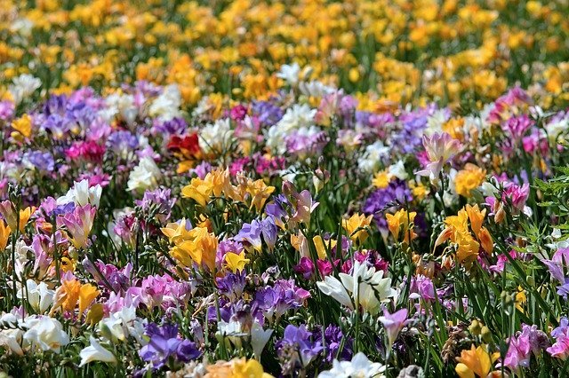 春に咲くのは桜やチューリップだけじゃない!美しく咲く春の花をご紹介