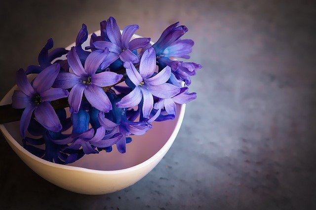 ヒヤシンスの花言葉は？その由来は名前の語源でもある美少年にあった！