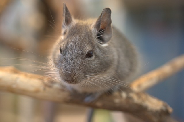 カワイイ動物の「チンチラ」は、野生では絶滅危惧種の保護動物だった！