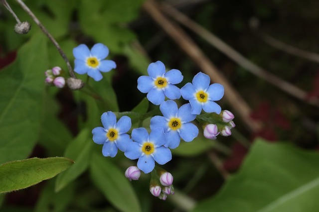 「勿忘草(ワスレナグサ)」の花言葉と名前の由来はドイツに伝わる悲恋伝説にあった!!