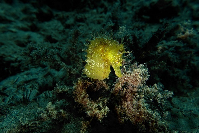 「タツノオトシゴ」はオスが出産するって本当？不思議な魚の生態をご紹介！！