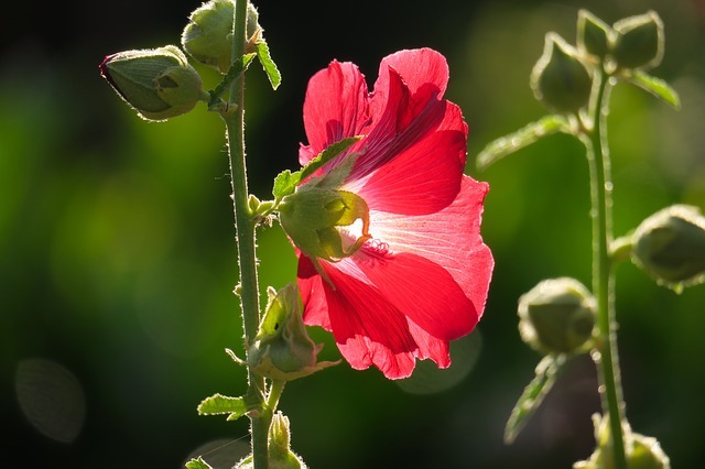 葵の花言葉は？花の葵と徳川家の「葵の紋」とは無関係？