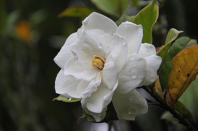 「クチナシ」の花言葉は?不思議なその名前の由来も解説