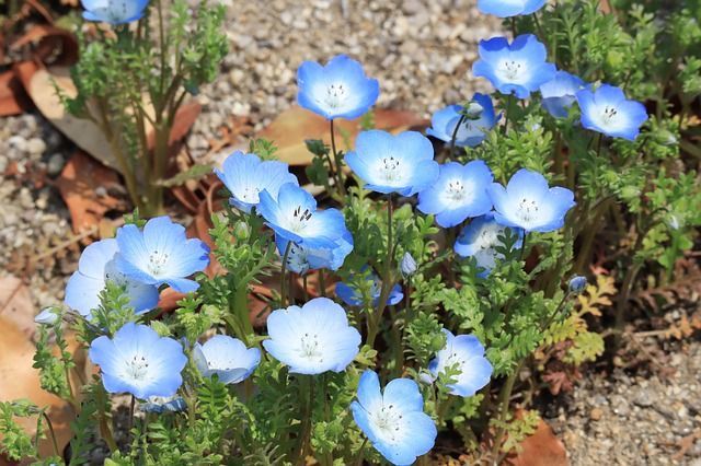 青い花畑が美しい春の花「ネモフィラ」、その花言葉は?実は黒い花も咲かせるネモフィラもあるんだとか!!