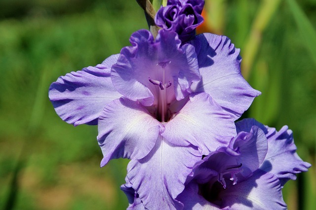 剣が名前の由来のグラジオラス、その花言葉は恋人たちの秘密のやり取りから来た!