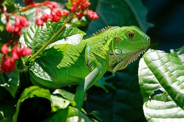 【ペット】イグアナの飼い方ガイド！餌やおすすめの種類、値段、性格など総まとめ！