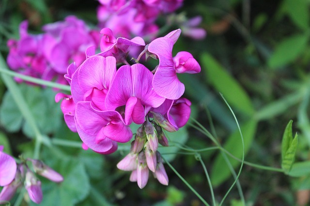 スイートピーの花言葉は?パステルカラーがカワイイ春の花