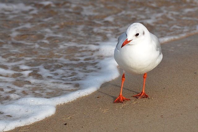 交通機関の名前にもなった東京都の鳥「ゆりかもめ」とはどんな鳥？夏と冬ではまるで別の鳥