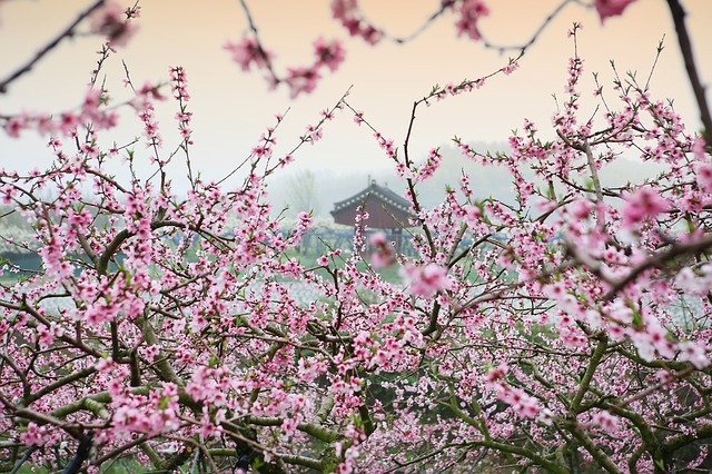 春に咲くのは桜やチューリップだけじゃない!美しく咲く春の花をご紹介