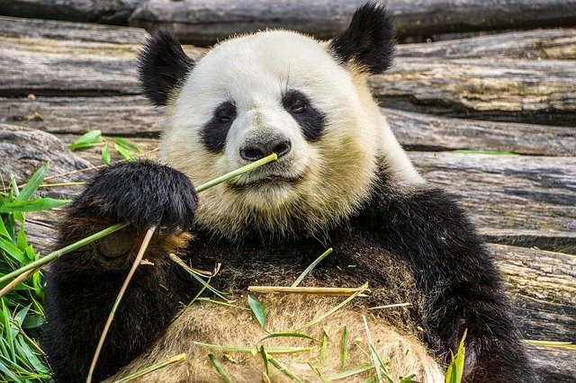 動物園に行ったらぜひ会いたい！「世界三大珍獣」と呼ばれる動物をご紹介！