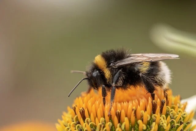 花はハチの音が聞こえると、一時的に「蜜を甘くしよう」とがんばる