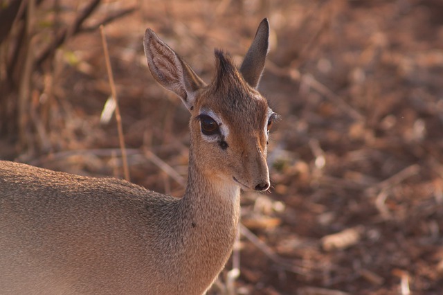 小さくてかわいい「ディクディク」はシカの仲間ではなく、まさかのウシの仲間だった！