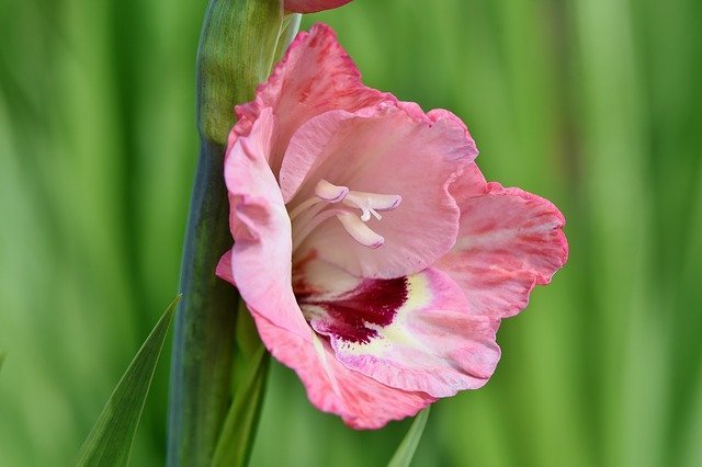 剣が名前の由来のグラジオラス、その花言葉は恋人たちの秘密のやり取りから来た!
