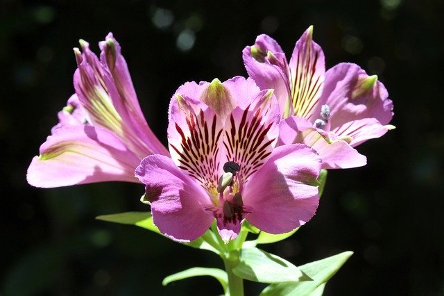 「アルストロメリア」の花言葉は?花名や花言葉の由来ともなる友情物語が!!