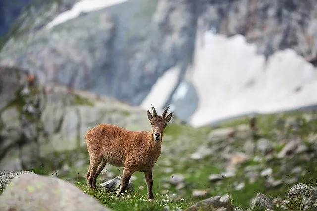 ヤギをペットとして飼いたい！飼い方や性格、値段、寿命などまとめてご紹介！