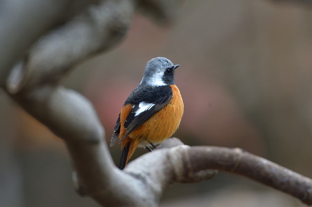 美しい姿ながらケンカっ早い！冬の渡り鳥の「ジョウビタキ」はこんな鳥