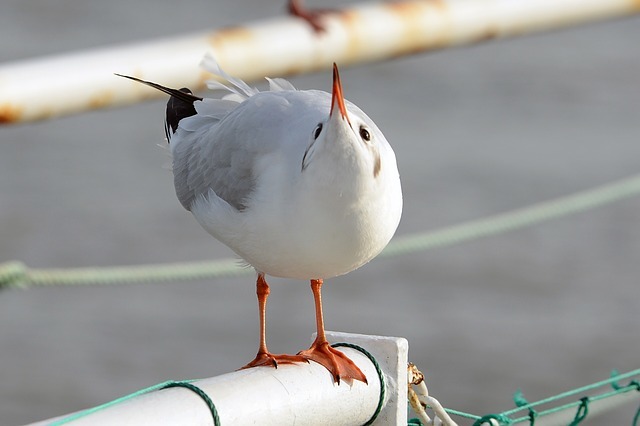 交通機関の名前にもなった東京都の鳥「ゆりかもめ」とはどんな鳥？夏と冬ではまるで別の鳥