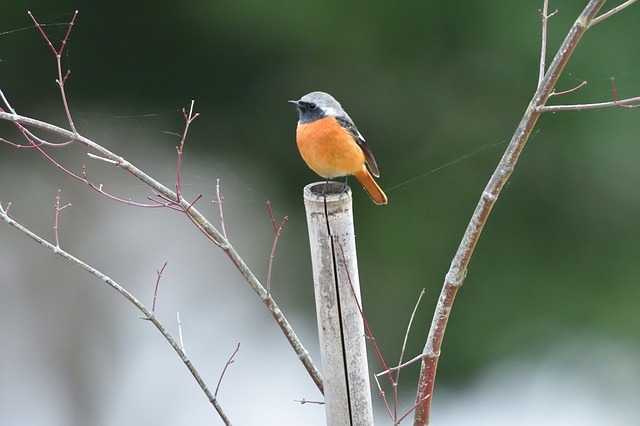 美しい姿ながらケンカっ早い！冬の渡り鳥の「ジョウビタキ」はこんな鳥