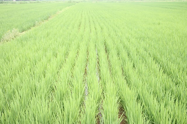 旧暦で5月を意味する「皐月(さつき)」、その由来は5月に行われてきた作業から!