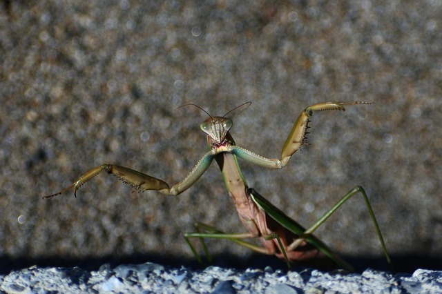 カマキリに宿る「ハリガネムシ」は、カマキリを死に導く恐怖の寄生虫！？