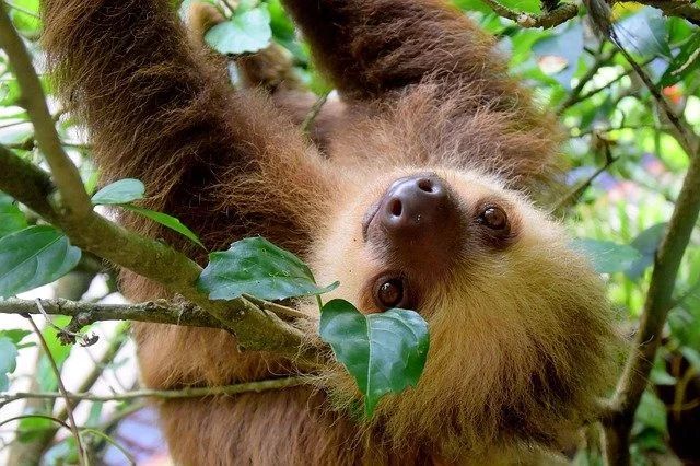 ナマケモノをペットにしたい！飼い方から性格、値段など気になる情報を総まとめ！