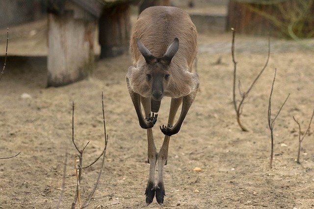 カンガルーは全身筋肉の塊。その理由は･･･まさかのモテるため！？