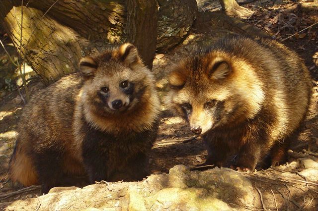 【自由研究】たぬきの餌って何?世界的には意外と珍しい動物狸(たぬき)の生態