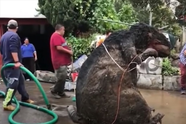 これはリアル？！メキシコの下水で発見されたのは目を疑う巨大なネズミ？！？！