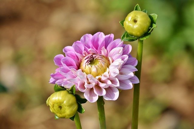 「ダリア」とはどんな花?その花言葉にはあの偉人との関係も?!